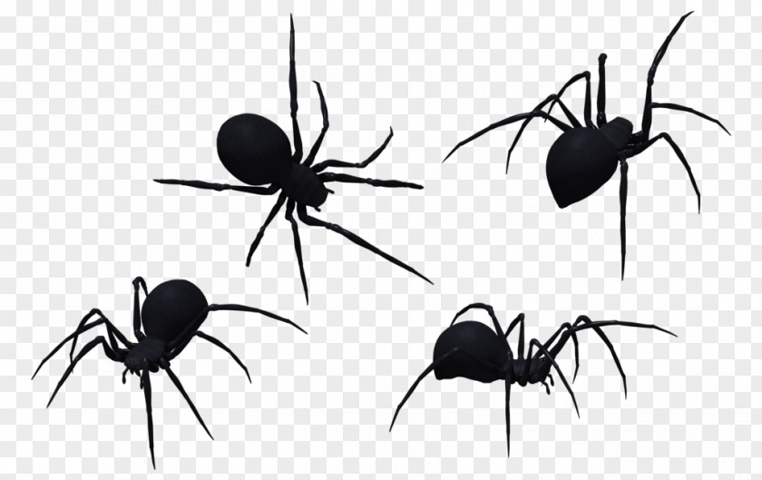 Black Widow Spider Art Redback Southern Brown Clip PNG