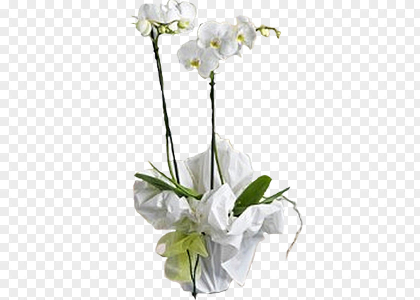 Flower Moth Orchids Cut Flowers Plant PNG