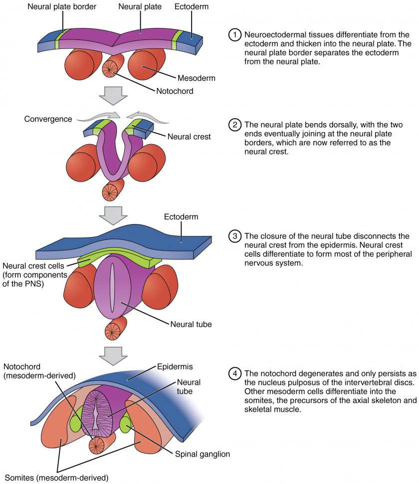 Neural Tube Neurulation Crest Ectoderm Embryo PNG