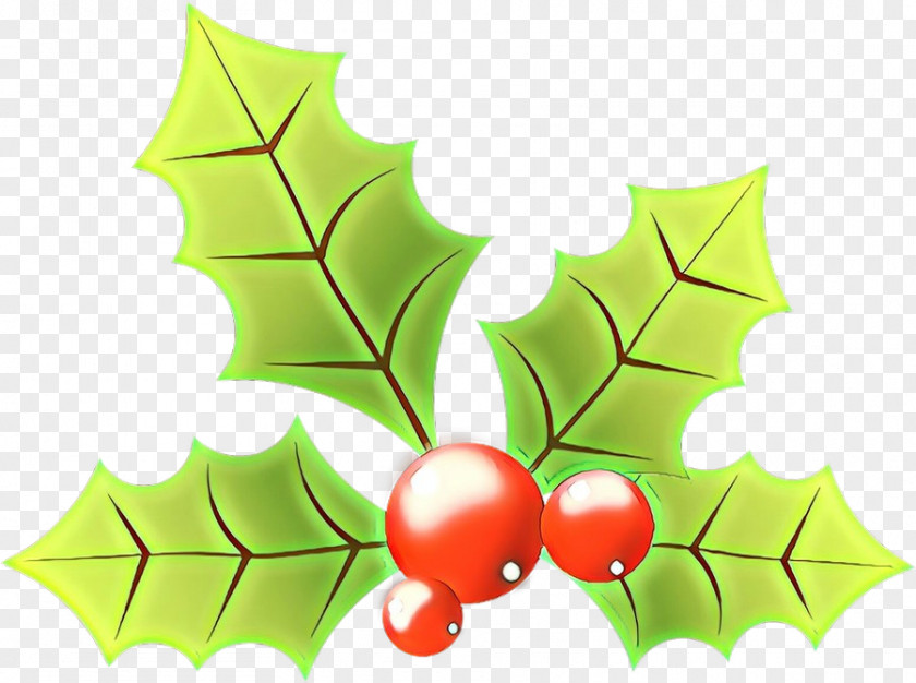 Plane Woody Plant Holly PNG