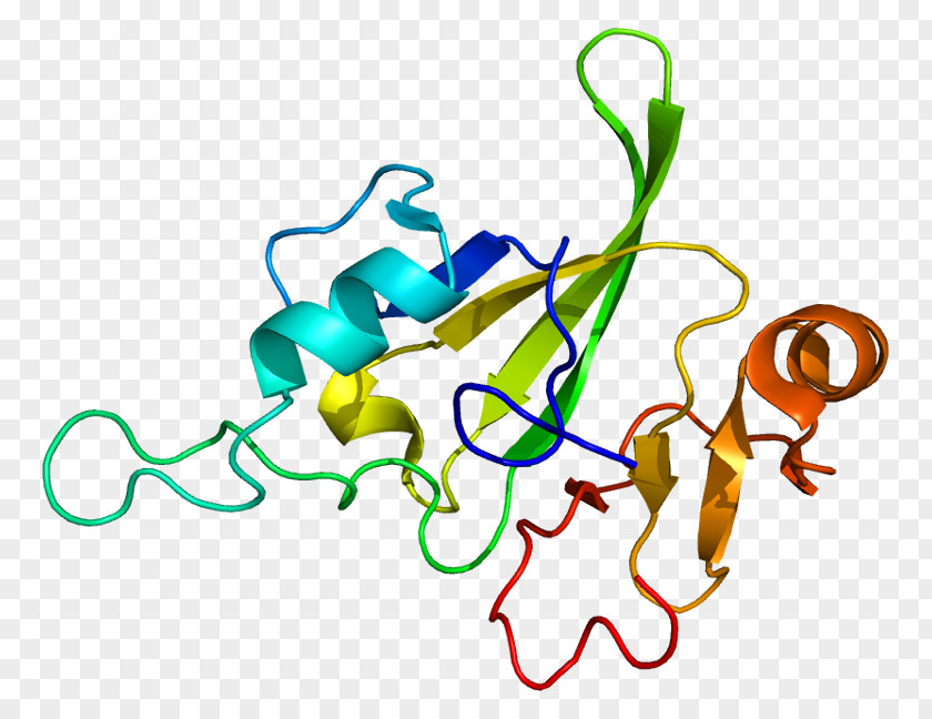 Transcription Factor Protein HMG-box HBP1 PNG