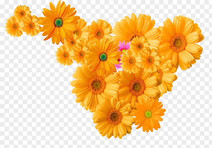 Yellow Chrysanthemum Decoration Pattern Flower Icon PNG
