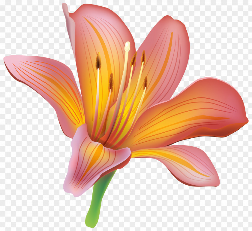 A Lily Tiger Easter Lilium Bulbiferum Flower Clip Art PNG
