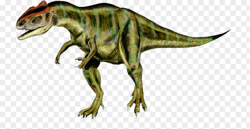 Allosaurus Tyrannosaurus Torvosaurus Acrocanthosaurus Theropods PNG