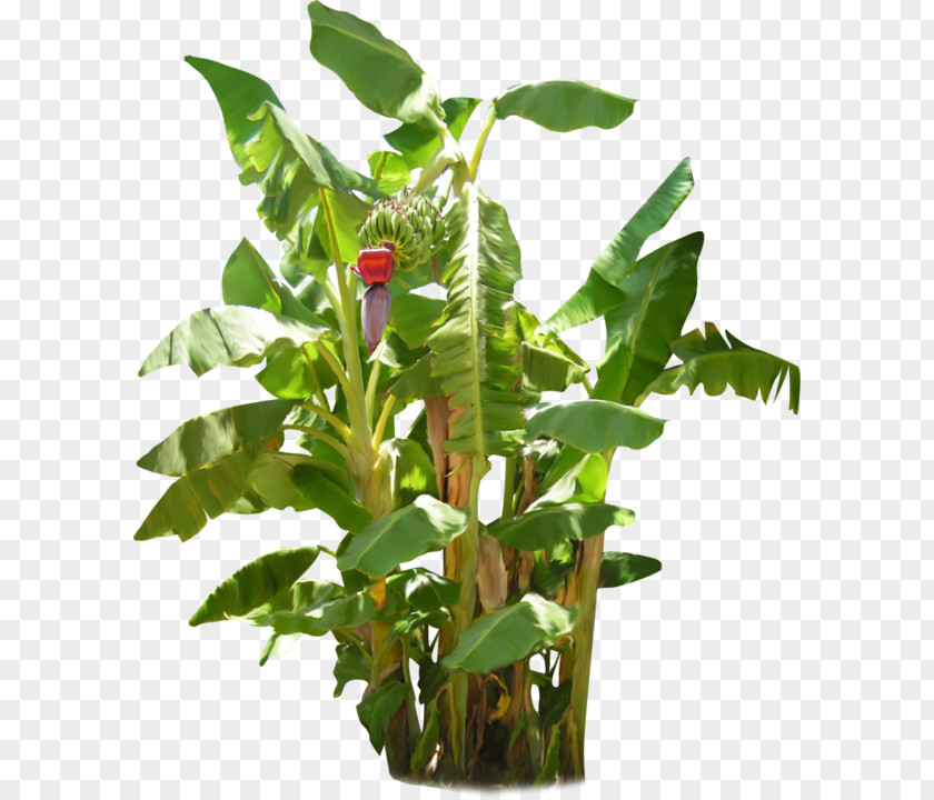 Banana Plant Fruit Tree PNG