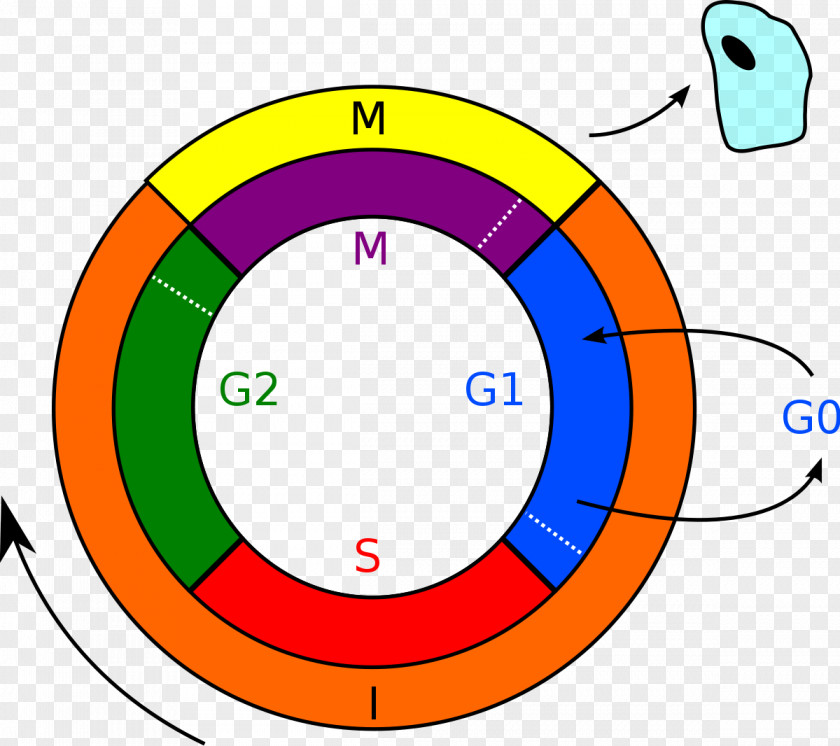Cell Cycle Mitosis Interphase Division PNG