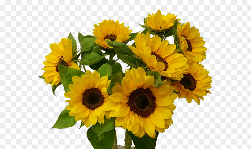 Flower Common Sunflower Floristería Bilbao Gandarias Cut Flowers Floral Design PNG