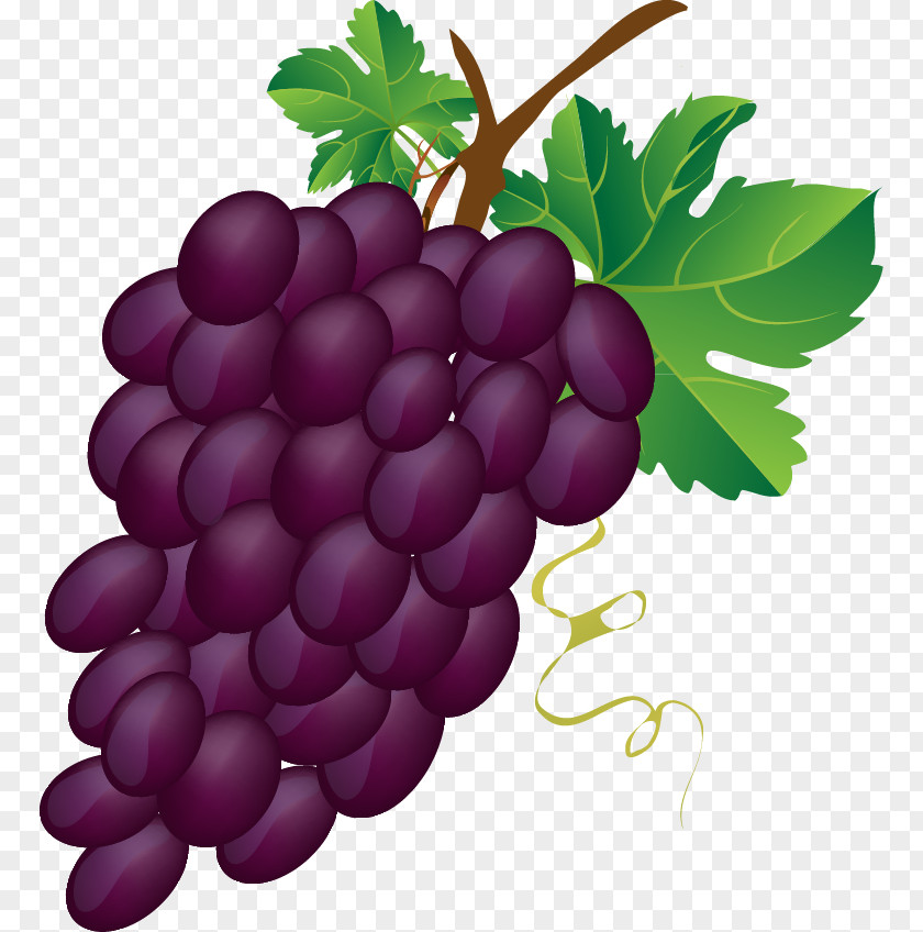 Cartoon Grapes Cliparts Common Grape Vine Wine Juice Clip Art PNG