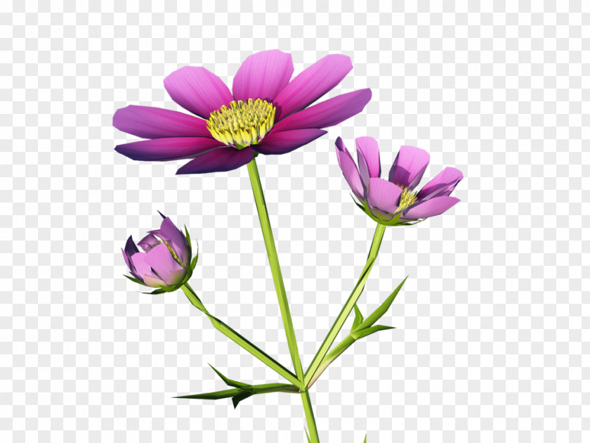 Chrysanthemum Garden Cosmos Anemone Annual Plant Desktop Wallpaper Herbaceous PNG