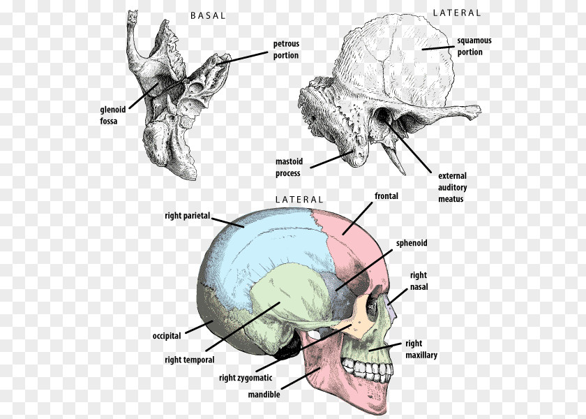 Cranial Nerve Petrous Part Of The Temporal Bone Frontal Lobe PNG