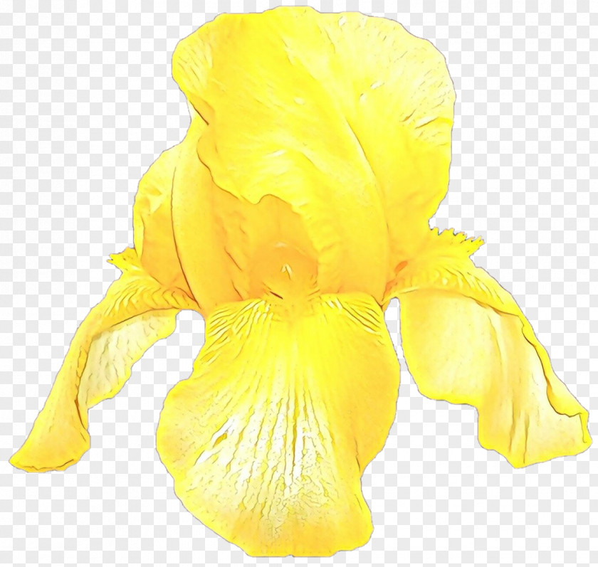 Flowering Plant Iris Family Yellow Flower Petal PNG