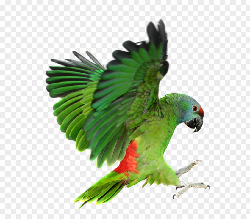 Green Parrot Dictionary Of Veterinary Nursing BSAVA Textbook Amazon.com Exotic Pets Veterinarian PNG