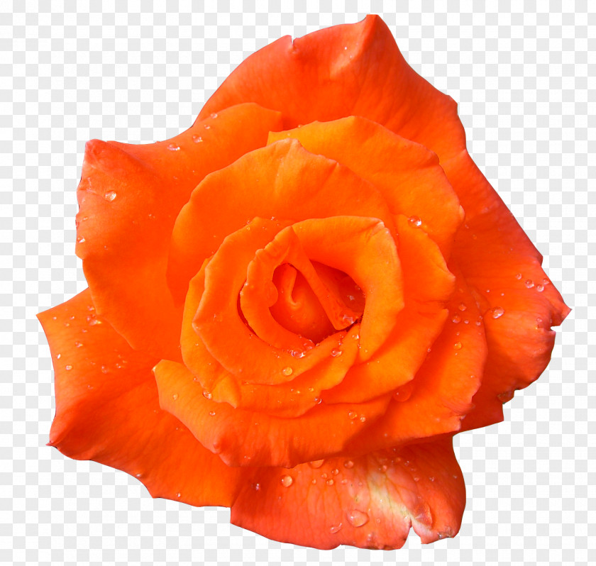 Orange Flower Desktop Wallpaper Clip Art PNG