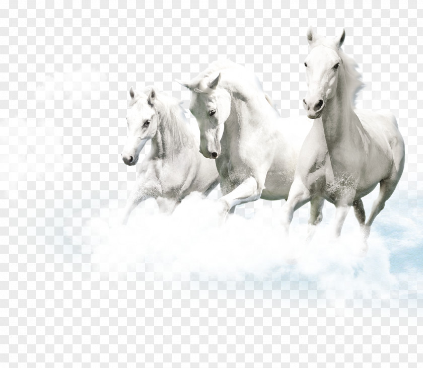 Pegasus Element Friesian Horse Lipizzan White Ceramic Wallpaper PNG