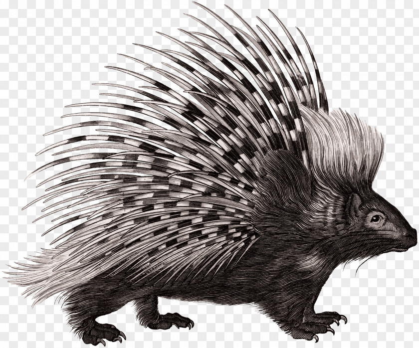 Woodland Creatures Crested Porcupine Rodent Zoological Lectures Delivered At The Royal Institution; PNG
