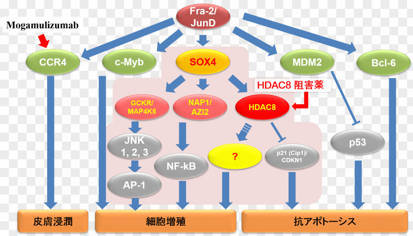 Chemo Cancer Oncovirus Adult T-cell Leukemia/lymphoma Chemokine PNG