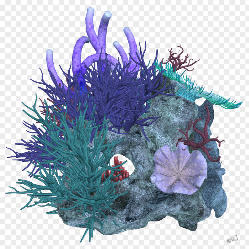 Coral Reef Deep Sea PNG