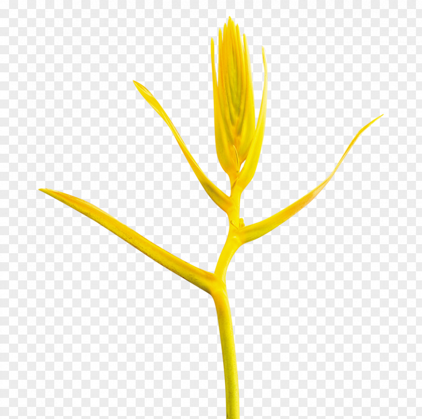 Flower Flowering Plant Commodity Stem Plants PNG