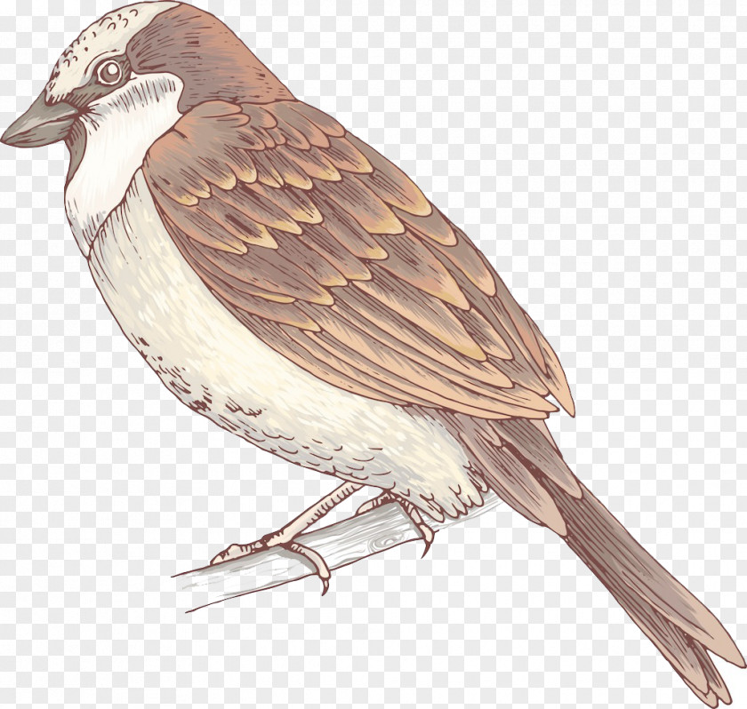 Hand Drawn Sparrow Element Bird House PNG