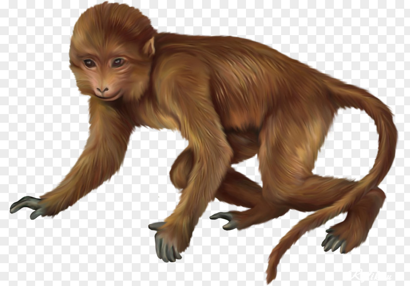 Monkey Macaque Primate Baby Monkeys Clip Art PNG
