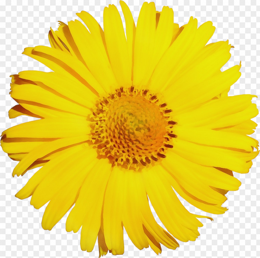 Perennial Plant Wildflower Marigold Flower PNG