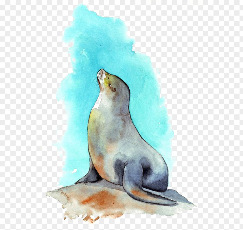 Seal Sea Lion Watercolor Painting PNG