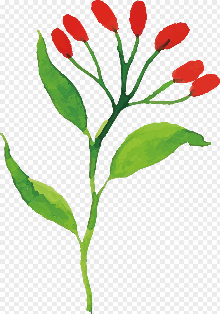 Floral Design PNG