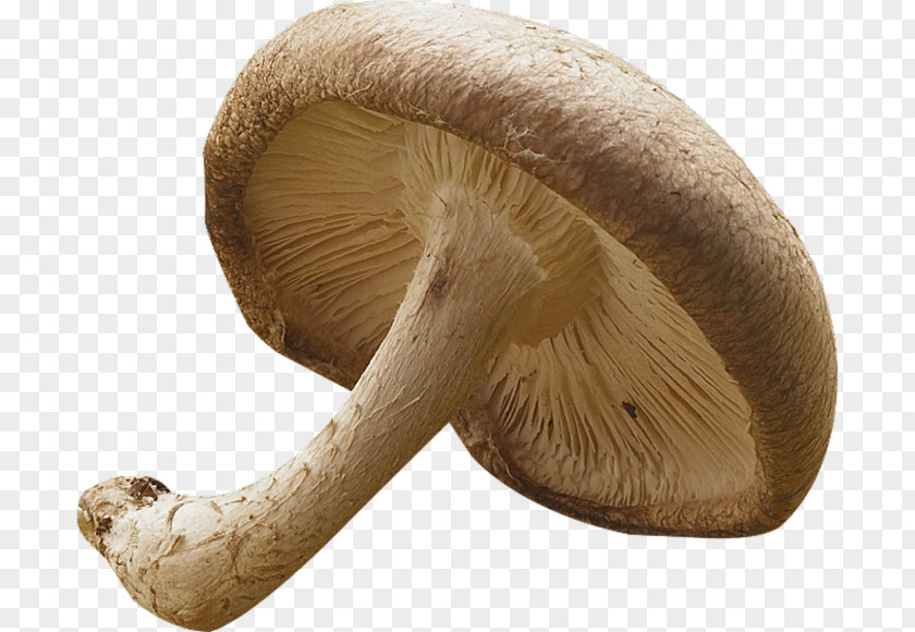 Mushroom Common Pleurotus Eryngii Shiitake Medicinal Fungi PNG