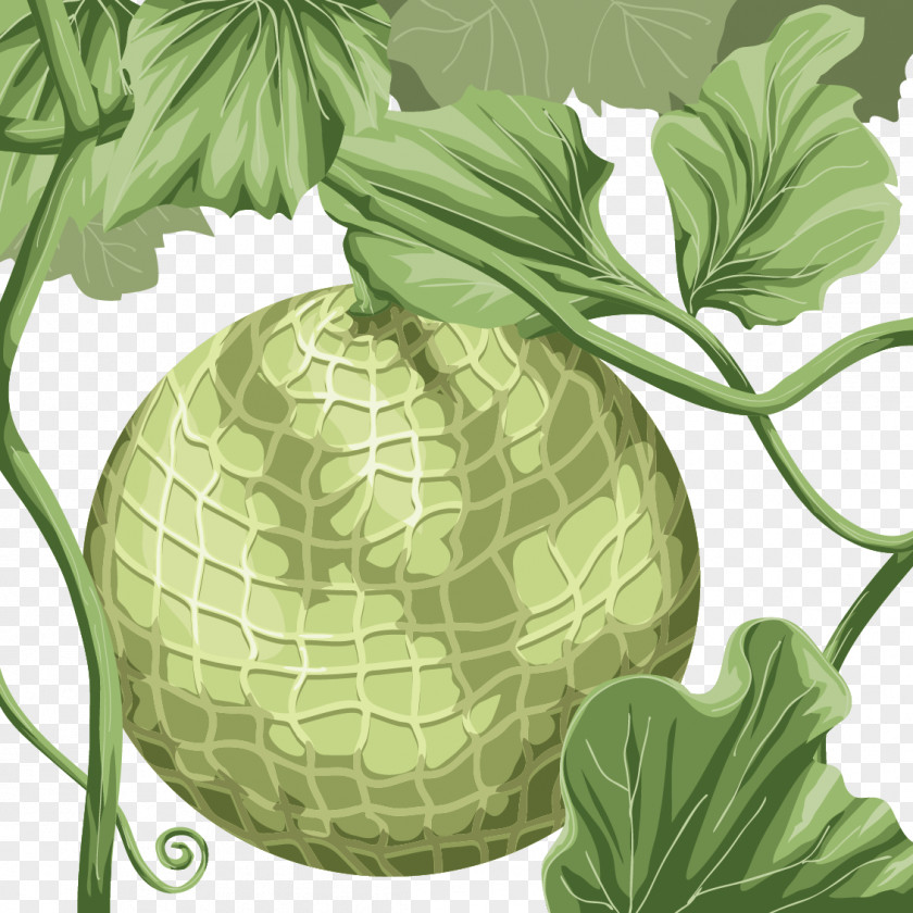 The Melon On Vine Hami Honeydew Cantaloupe PNG