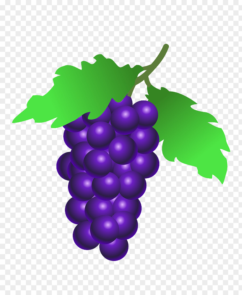 U Common Grape Vine Leaves Clip Art PNG