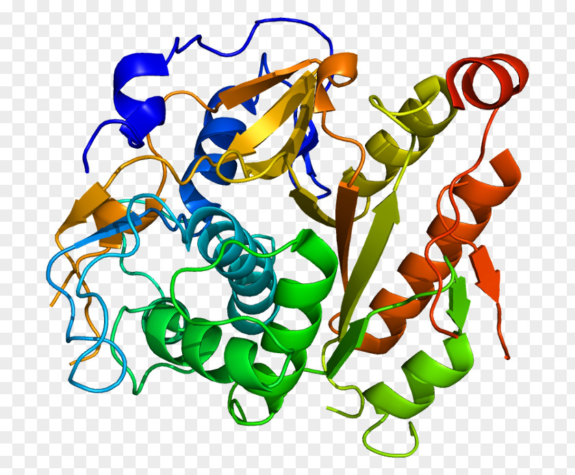 ATG4B Protein Biochemistry Enzyme Gene PNG