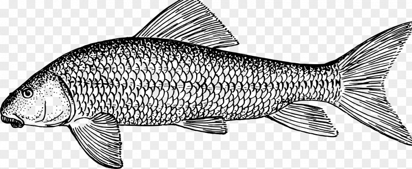 Carp Clipart Whitefish Tuna Clip Art PNG