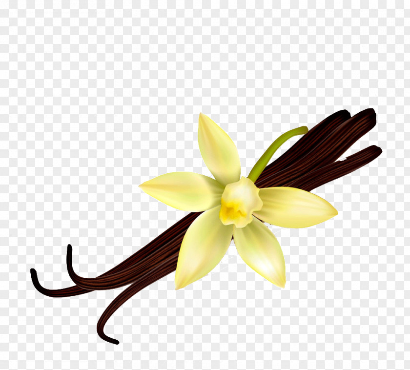 Hand-painted Vanilla Flower PNG vanilla flower clipart PNG