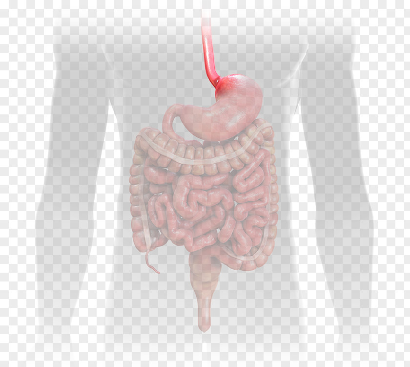 Esophagus Crohn's Disease & Colitis Foundation Ulcerative Gastrointestinal Tract PNG
