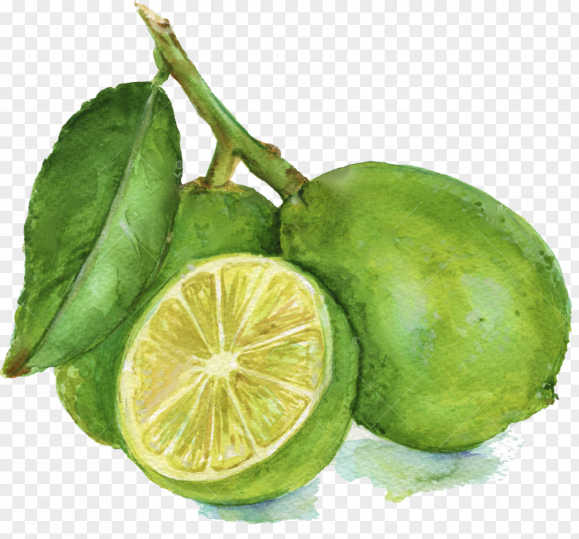 Lemon Lemon-lime Drink Persian Lime Key PNG