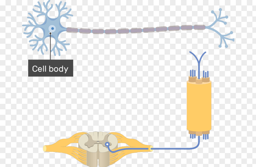Multipolar Neuron Pseudounipolar Soma PNG