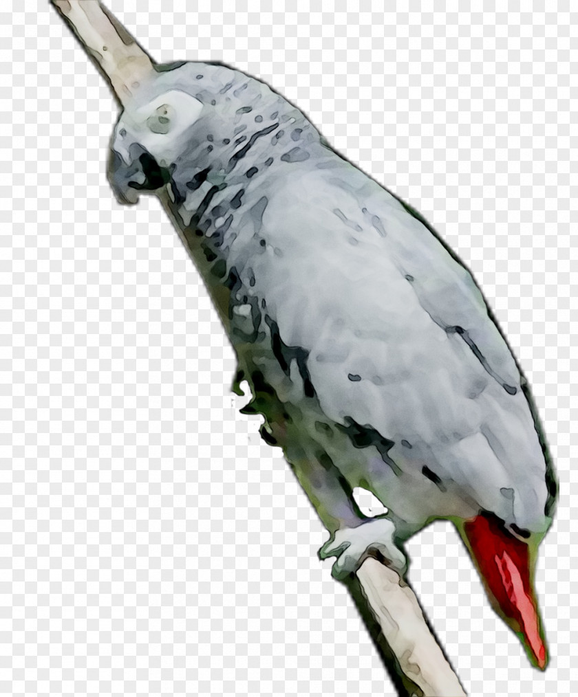 Pet Feather Parakeet Beak Fauna PNG