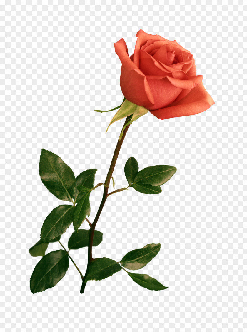 Rose Floral Design Flower Gift Zazzle PNG