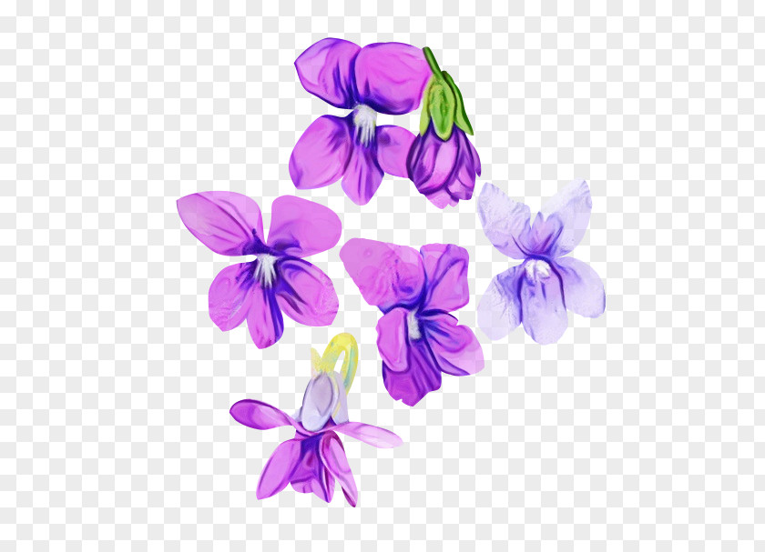 Wildflower Viola Violet Flower Purple Petal Plant PNG