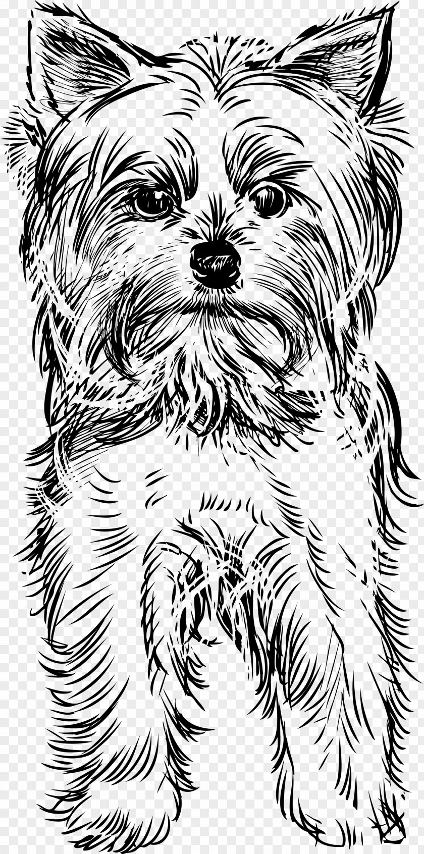 Yorkie Yorkshire Terrier Puppy Drawing Clip Art PNG