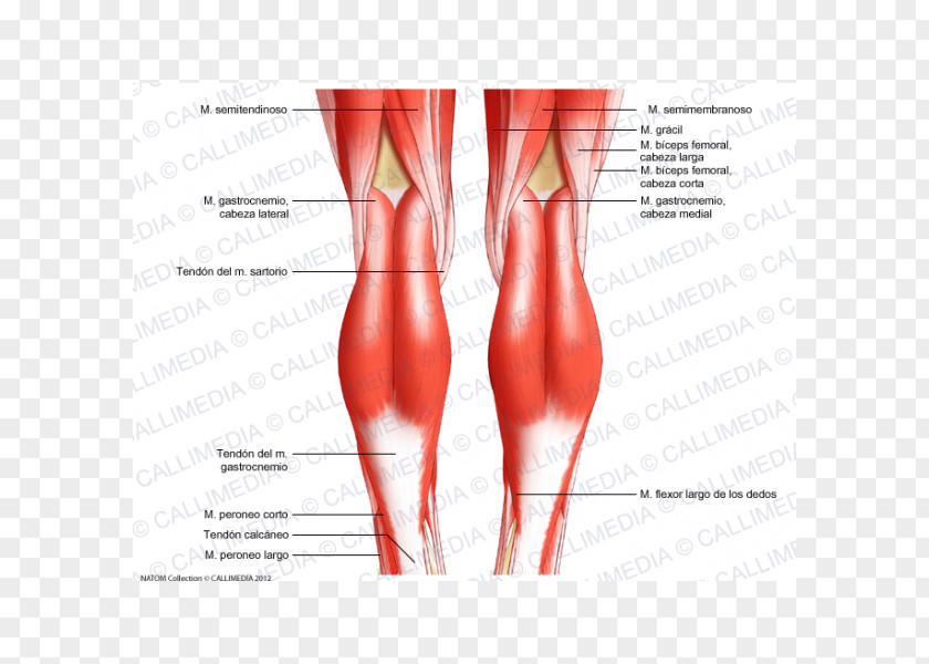 Biceps Knee Human Body Tendon Anatomy Diagram PNG