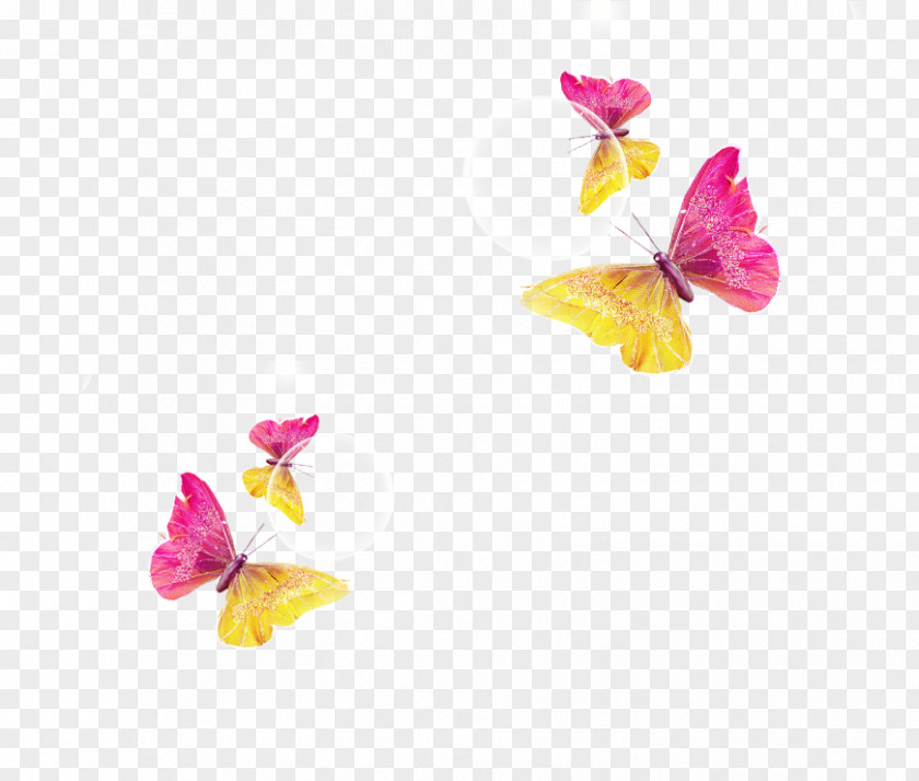 Colorful Butterfly Download PNG