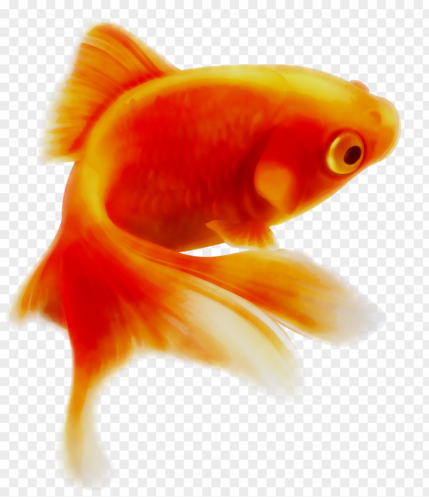 Common Goldfish Carp Illustration PNG