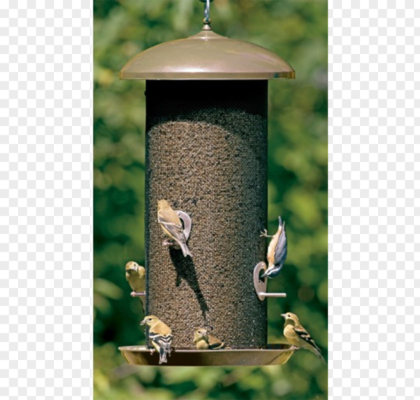 Giant Finch Bird Feeders Hummingbird Squirrel PNG