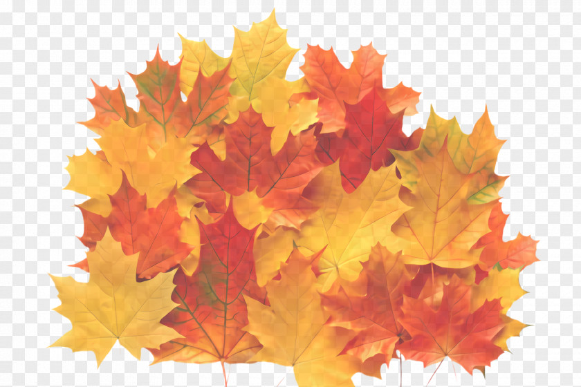 Maple Plant Leaf PNG