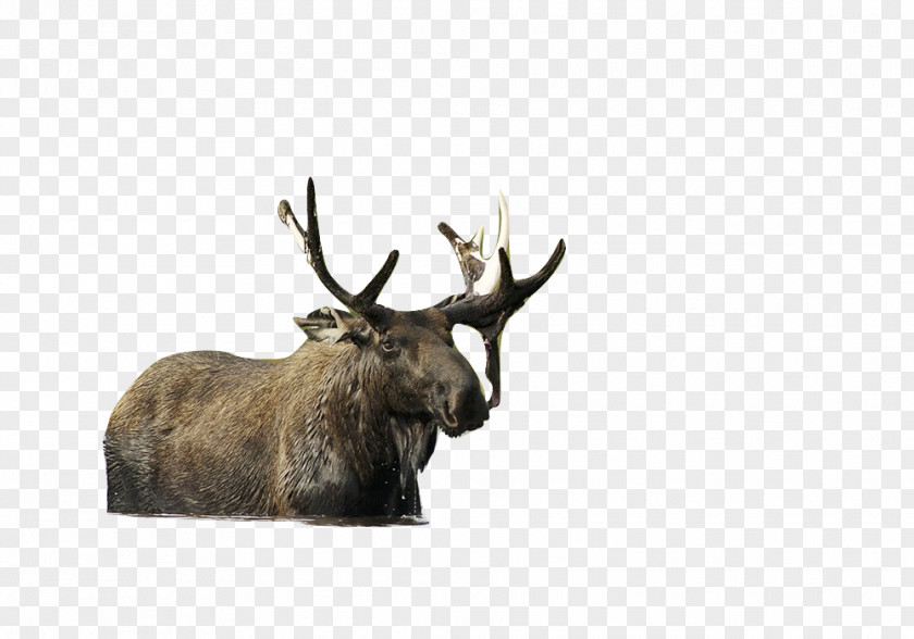 True Elk Moose Reindeer Antler Cattle PNG