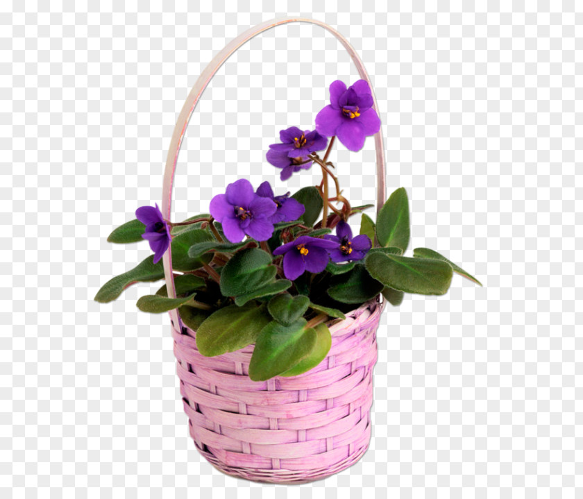 Violet Pansy Garden Chinese Wisteria Seed PNG