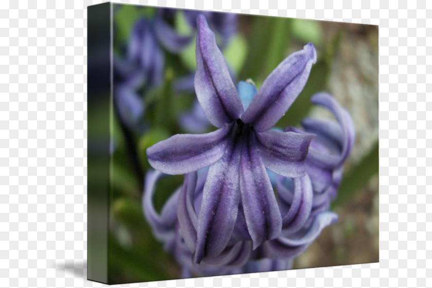 Bellflower Hyacinth Herbaceous Plant PNG