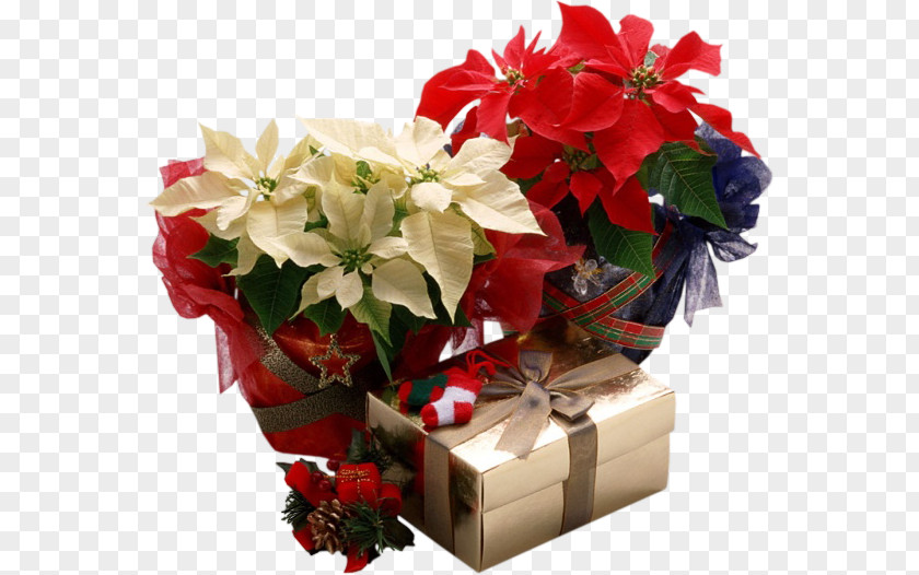 Christmas Poinsettia Gift Plants PNG