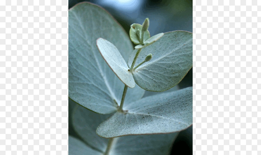Eucalyptus Radiata Cinerea Globulus Polyanthemos Polybractea PNG